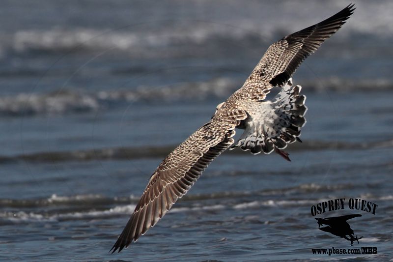 _MG_7333 Great Black-backed Gull.jpg