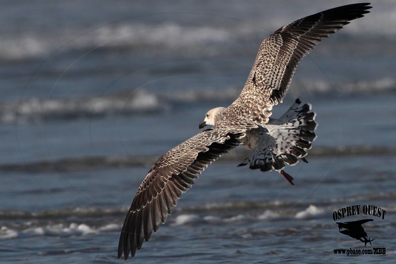 _MG_7334 Great Black-backed Gull.jpg