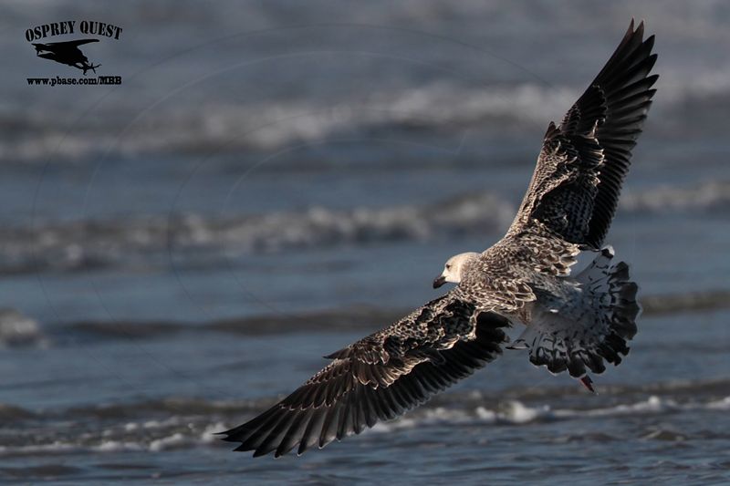 _MG_7335 Great Black-backed Gull.jpg