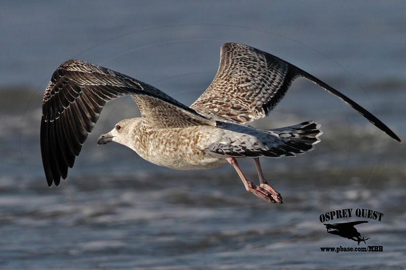 _MG_7574 Great Black-backed Gull.jpg