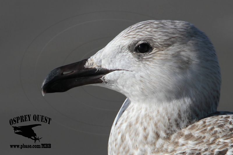 _MG_8025 Great Black-backed Gull.jpg