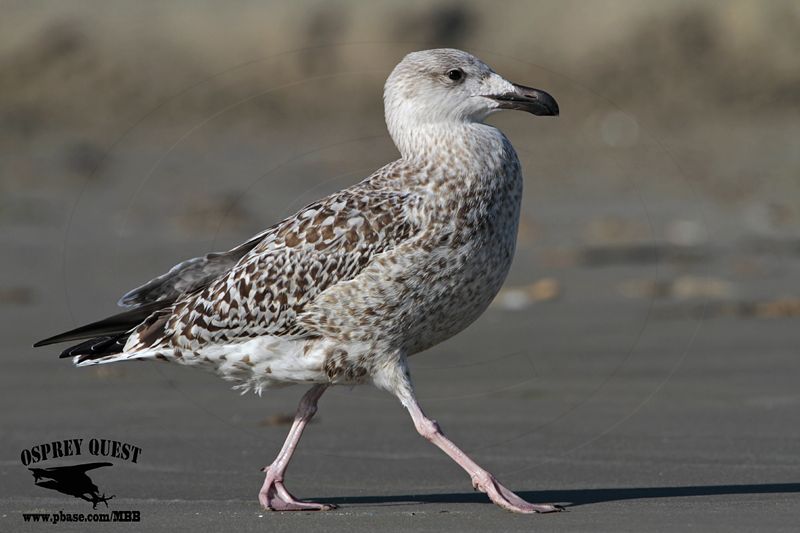 _MG_8722 Great Black-backed Gull.jpg