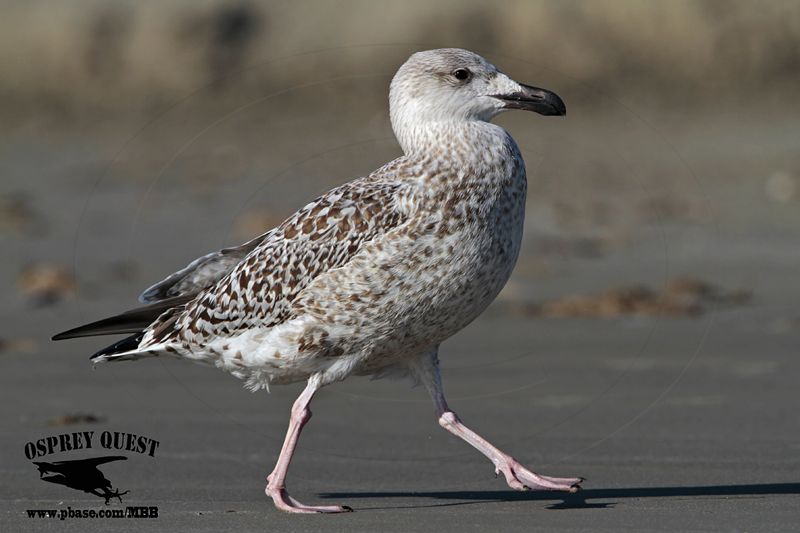 _MG_8724 Great Black-backed Gull.jpg