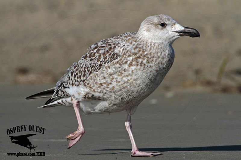 _MG_8757 Great Black-backed Gull.jpg