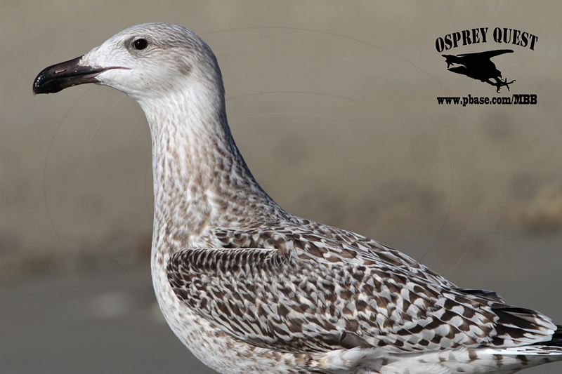 _MG_8931 Great Black-backed Gull.jpg