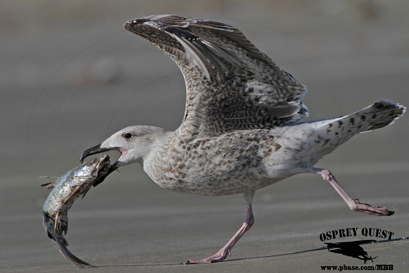 _MG_9278 Great Black-backed Gull.jpg