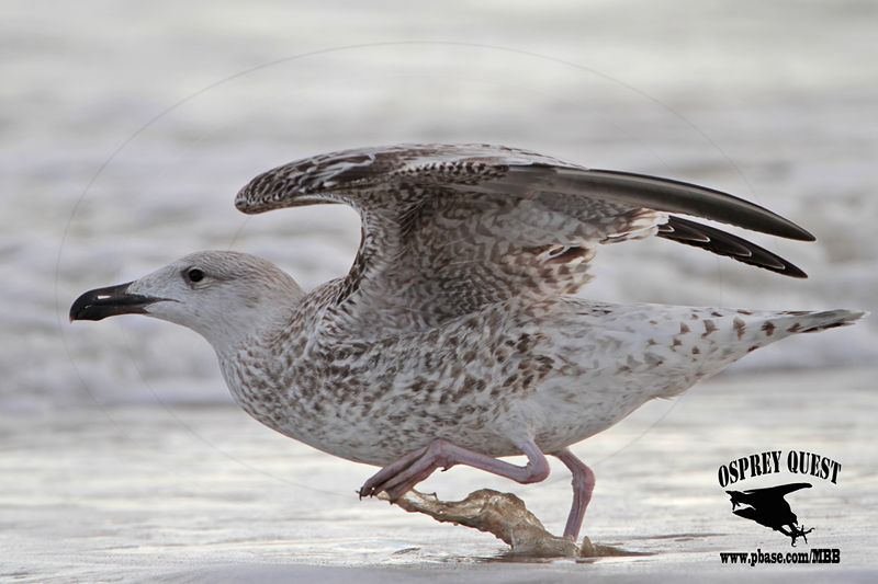 _MG_0007 Great Black-backed Gull 1cy.jpg