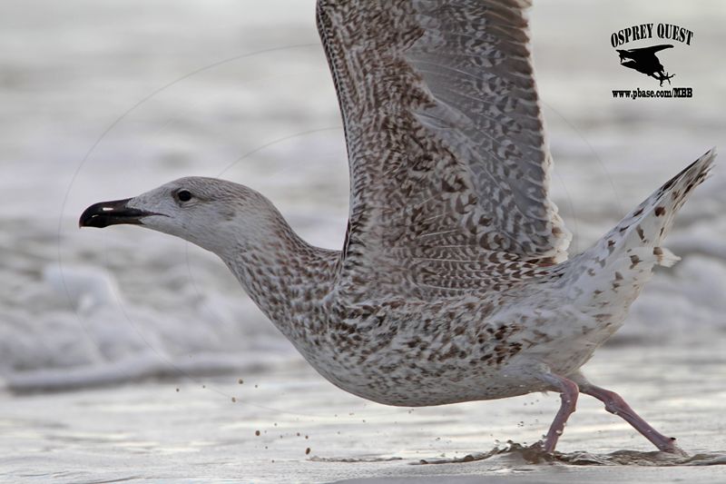 _MG_0008 Great Black-backed Gull 1cy.jpg