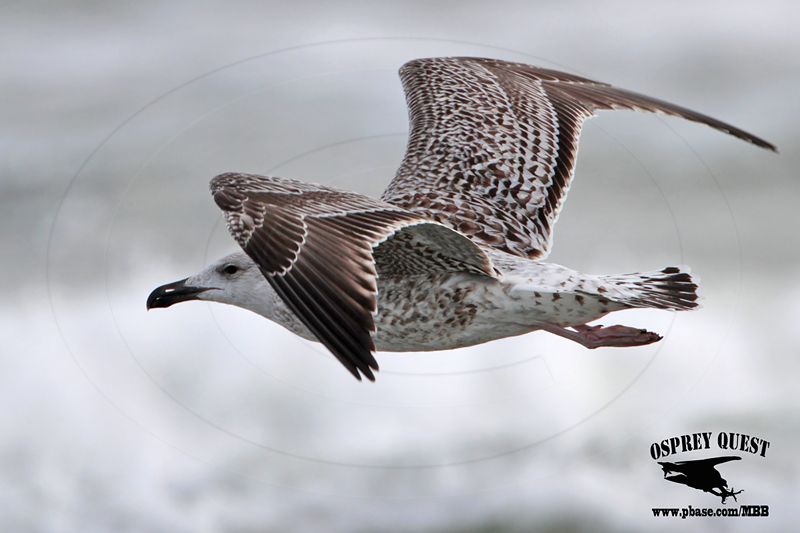 _MG_0041 Great Black-backed Gull 1cy.jpg