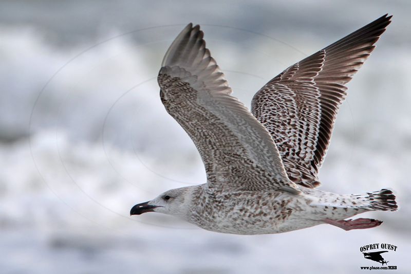 _MG_0049 Great Black-backed Gull 1cy.jpg
