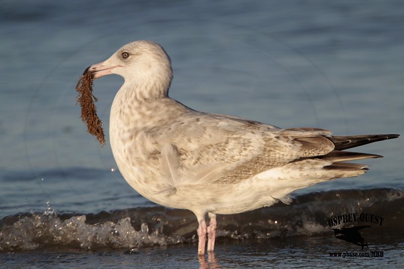 _MG_9649 2cy American Herring Gull.jpg