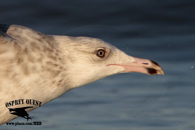 _MG_9656Crop 2cy American Herring Gull.jpg