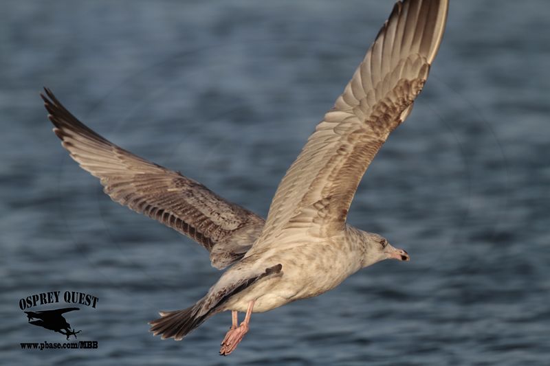 _MG_9668 2cy American Herring Gull.jpg