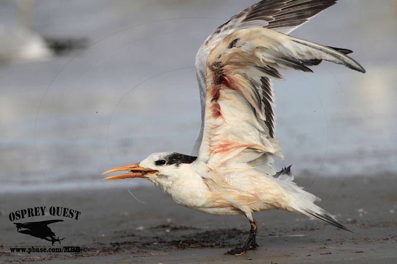 _MG_5659 Royal Tern.jpg