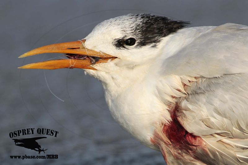 _MG_6510 Royal Tern.jpg