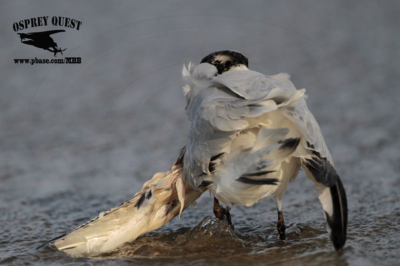 _MG_6528 Royal Tern.jpg