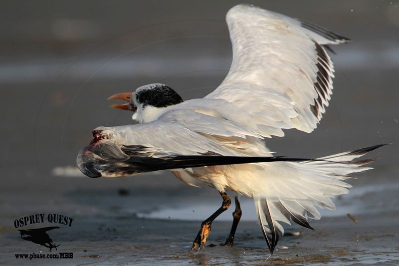 _MG_6566 Royal Tern.jpg