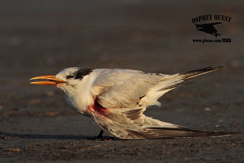 _MG_7255 Royal Tern.jpg