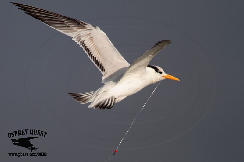_MG_1826 Royal Tern.jpg