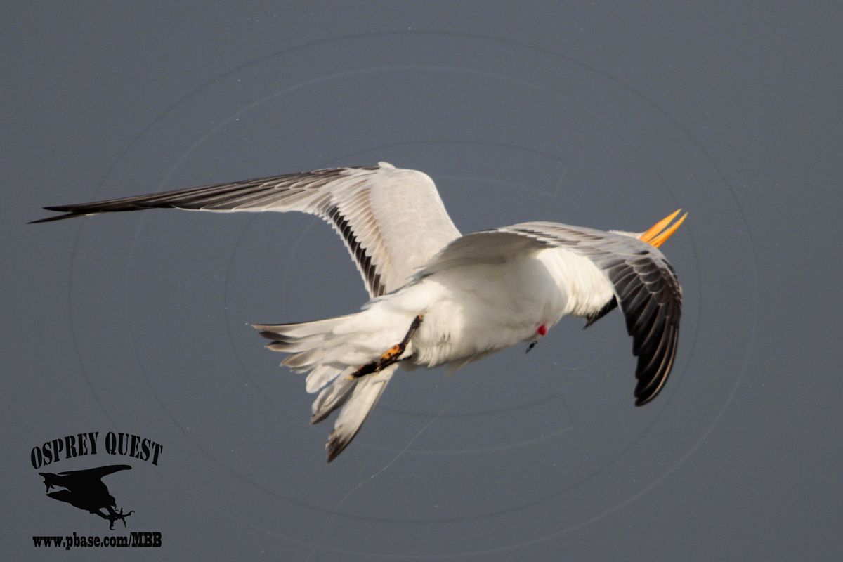 _MG_1827 Royal Tern.jpg