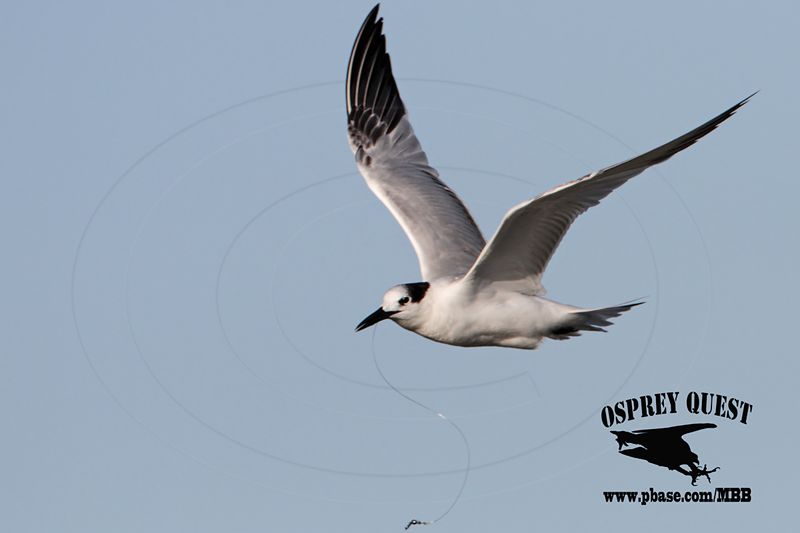 _MG_7635 Sandwich Tern.jpg