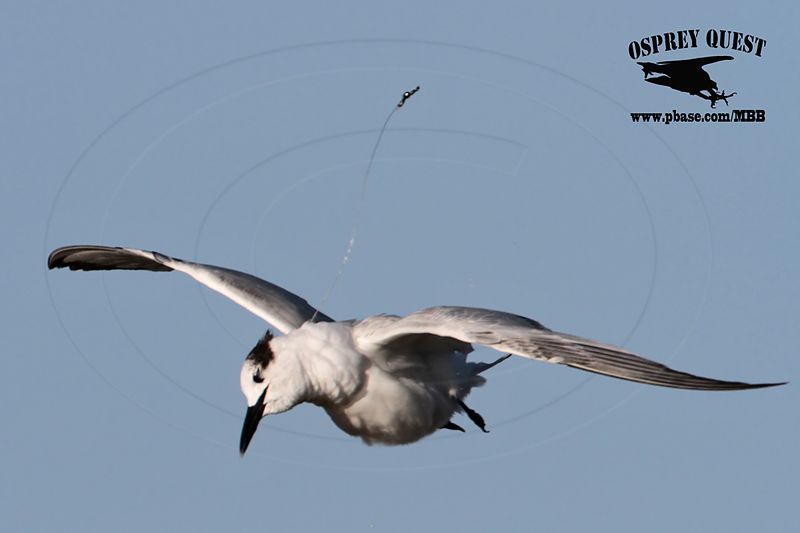 _MG_7640 Sandwich Tern.jpg