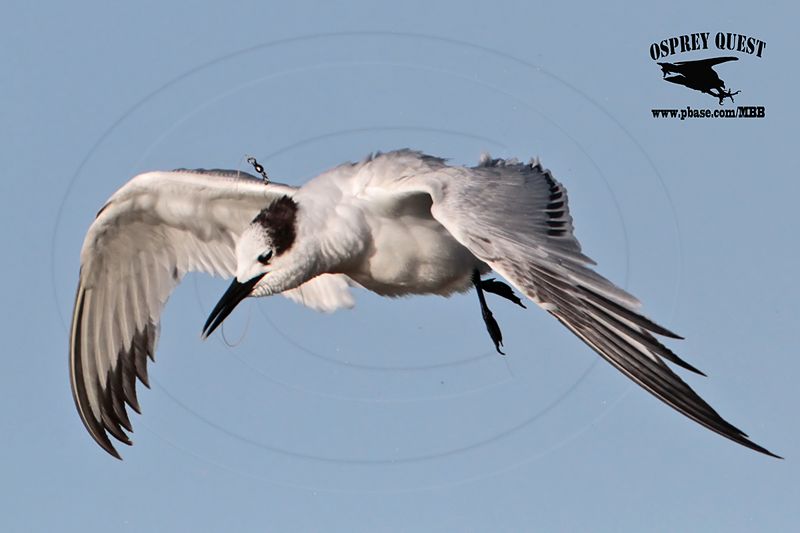 _MG_7641 Sandwich Tern.jpg