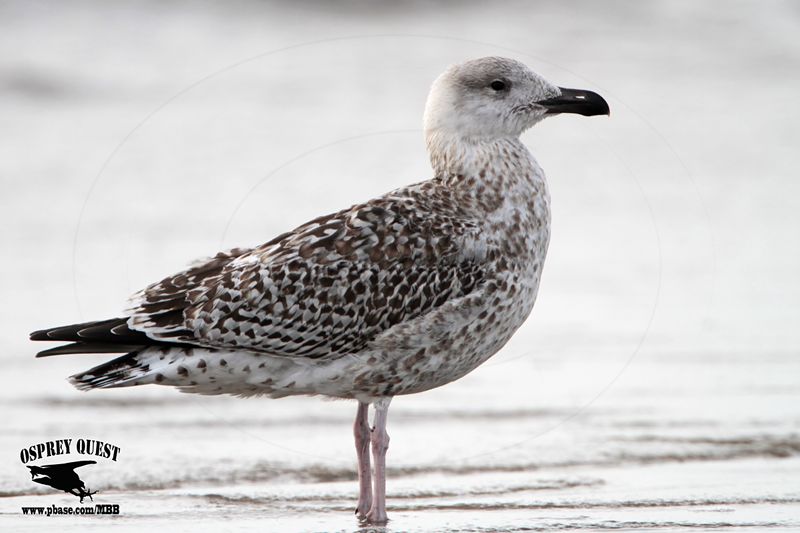 _MG_1675 Great Black-backed-Gull.jpg