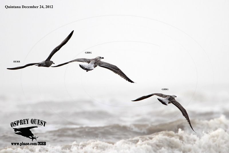 _MG_1719 Great Black-backed-Gull.jpg