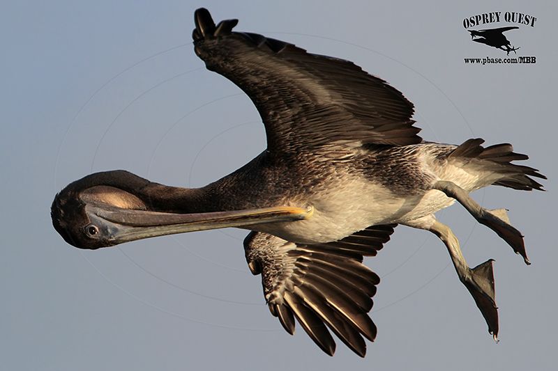 _MG_0265 Brown Pelican preening on the wing.jpg