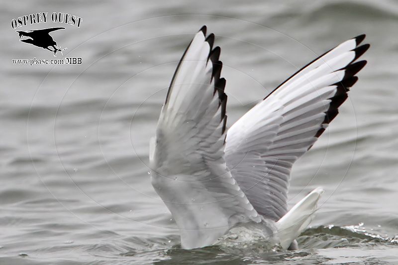 _MG_1727 Bonapartes Gull.jpg