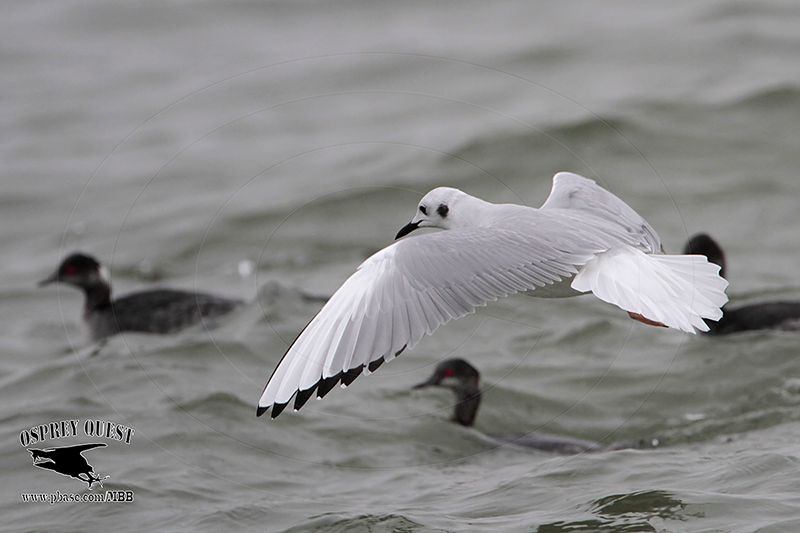 _MG_2153 Bonapartes Gull & Eared Grebe.jpg