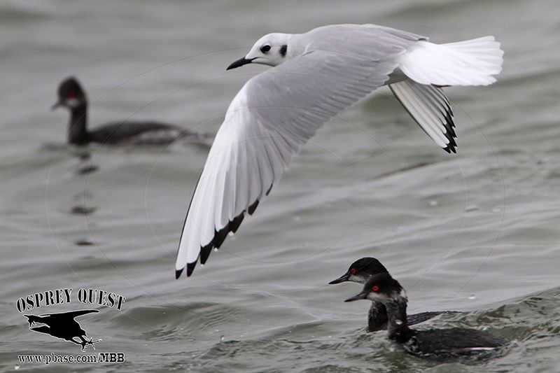 _MG_2162 Bonapartes Gull & Eared Grebe.jpg