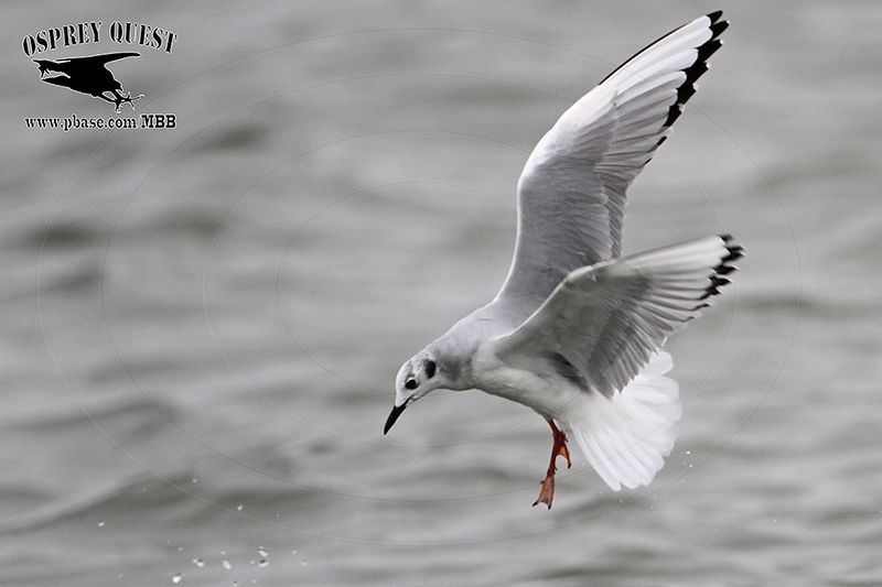 _MG_2179 Bonapartes Gull.jpg
