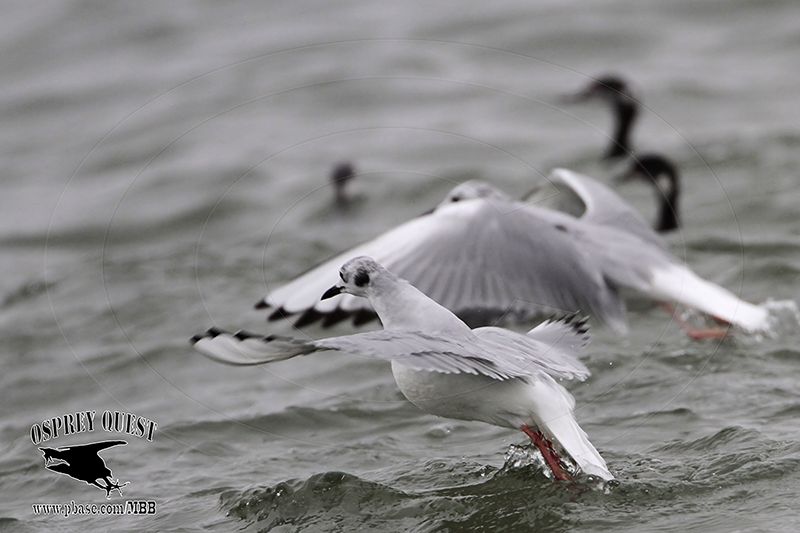 _MG_2210 Bonapartes Gull & Eared Grebe.jpg