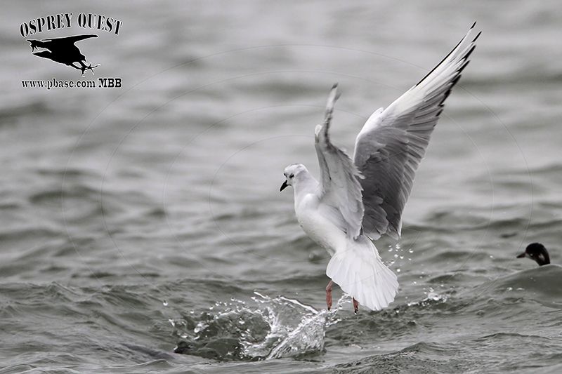 _MG_2230 Bonapartes Gull & Eared Grebe.jpg