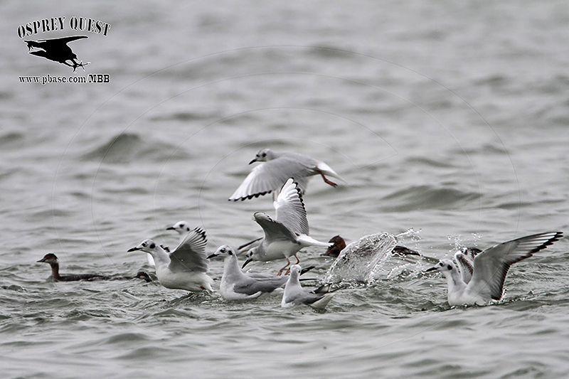 _MG_2311 Bonapartes Gull & Eared Grebe.jpg