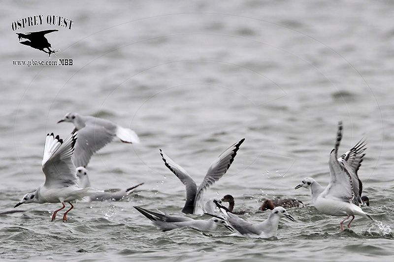 _MG_2313 Bonapartes Gull.jpg