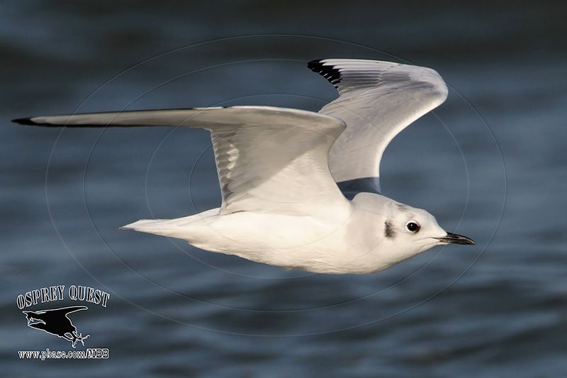 _MG_3837 Bonapartes Gull.jpg
