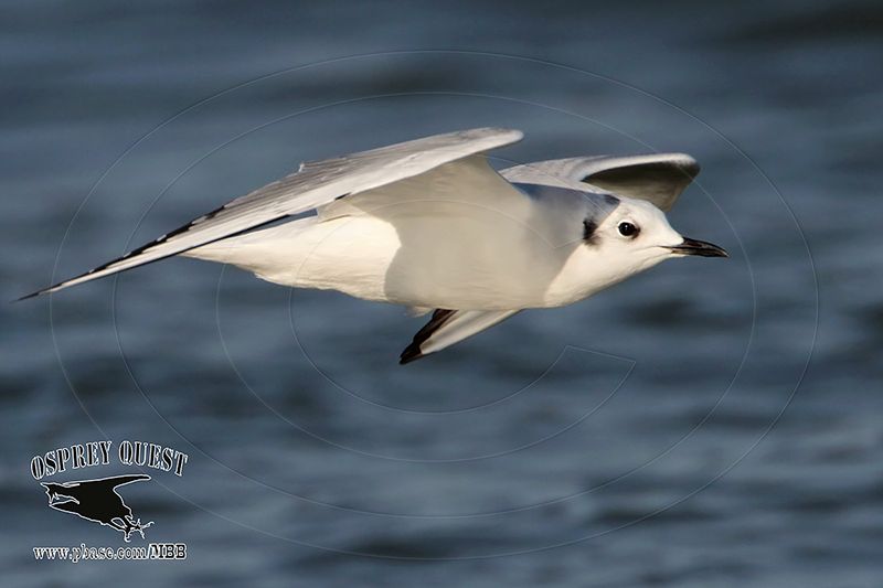 _MG_3839 Bonapartes Gull.jpg