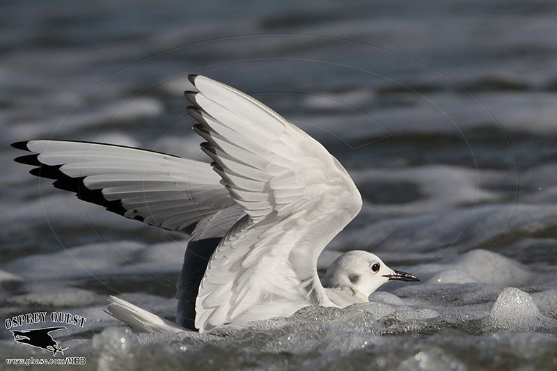 _MG_4611 Bonapartes Gull.jpg