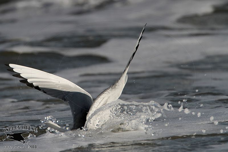 _MG_4616 Bonapartes Gull.jpg