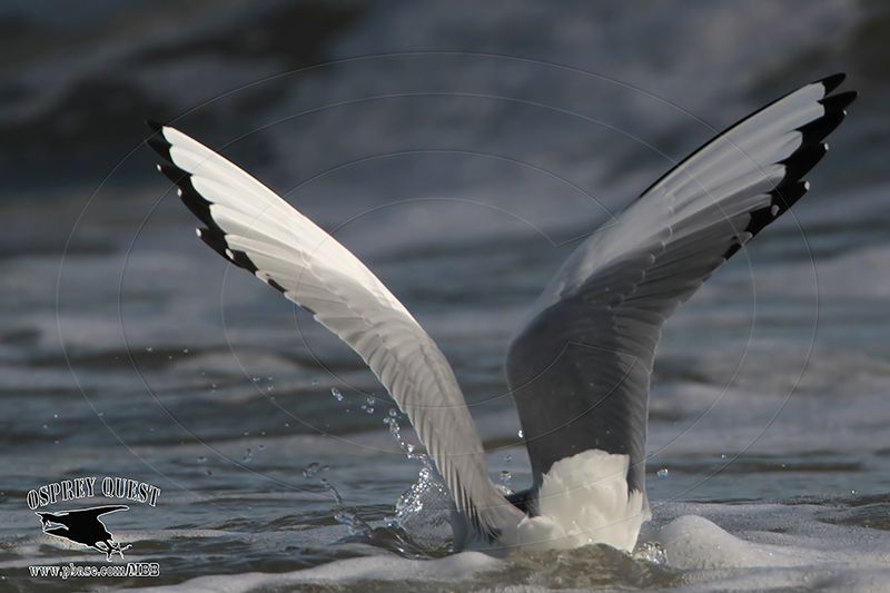 _MG_4697 Bonapartes Gull.jpg