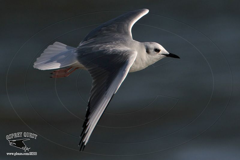 _MG_4705 Bonapartes Gull.jpg