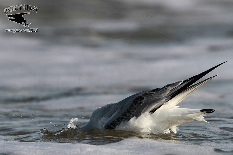 _MG_4739 Bonapartes Gull.jpg
