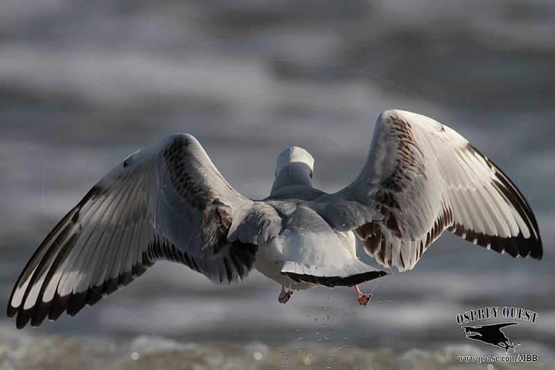 _MG_4747 Bonapartes Gull.jpg