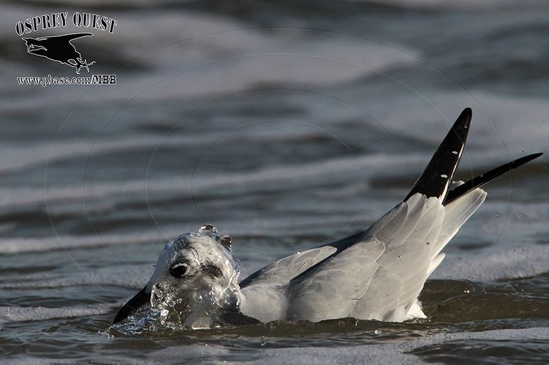 _MG_4815 Bonapartes Gull.jpg