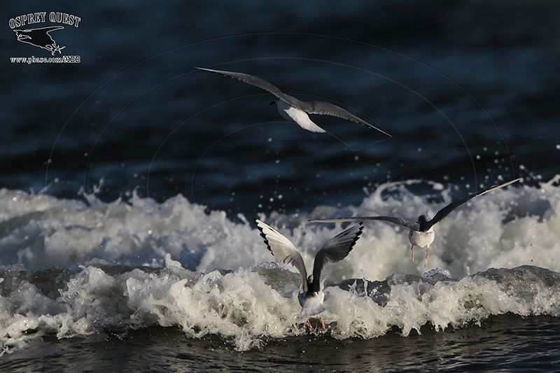 _MG_5022 Bonapartes Gull.jpg