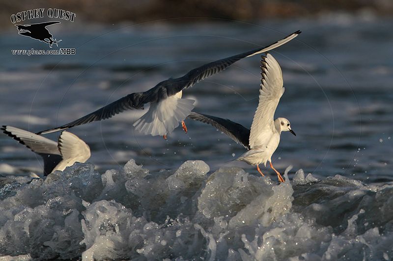 _MG_5113 Bonapartes Gull.jpg