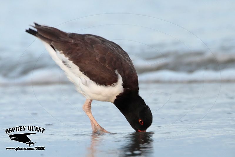 _MG_1961 American Oystercatcher feeding at night.jpg